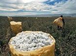 پیش بینی برداشت 27 هزار تن وش پنبه از مزارع خراسان شمالی