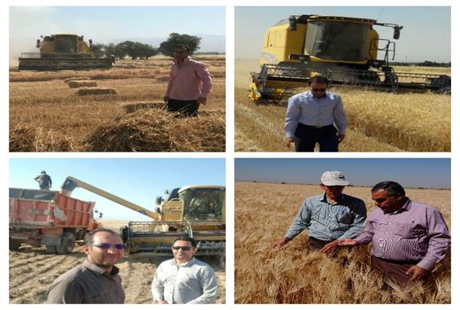 اکیپ های گشت زنی در شهرستان آبیک بر خرید گندم نظارت دارند 