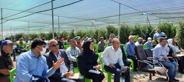 برگزاری نشست بررسی وضعیت گوجه فرنگی و هزینه تولید آن در استان قزوین