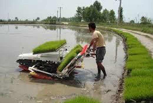 کشت مکانیزه 123 هزار هکتاری برنج در مازندران/فعالیت 178 بانک نشا