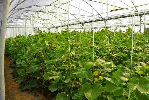 واگذاری ۳۰۶۴ هکتار از اراضی شرکت شهرک‌های کشاورزی به سرمایه‌گذاران