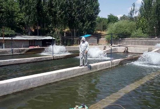 اجرای فاز بهاره برنامه ملی مراقبت بیماری های ویروسی در مزارع پرورش ماهیان سردآبی آذربایجان غربی