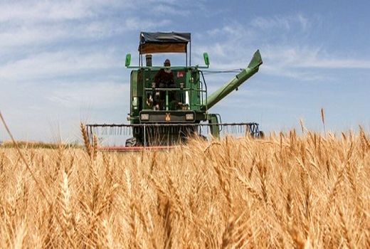 برداشت گندم در بیضا آغاز شد