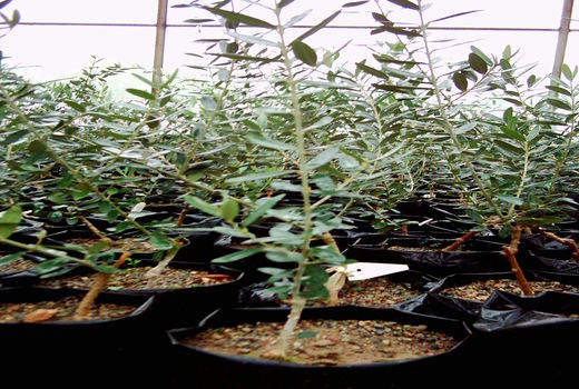 بهره برداران بخش کشاورزی شهرستان البرز با روند احداث نهالستان آشنا شدند 