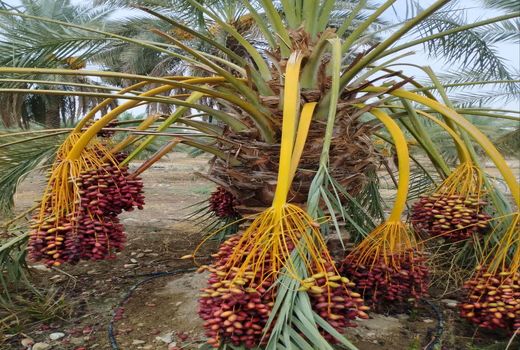 خسارت 800 میلیارد تومانی به کشاورزی خنج