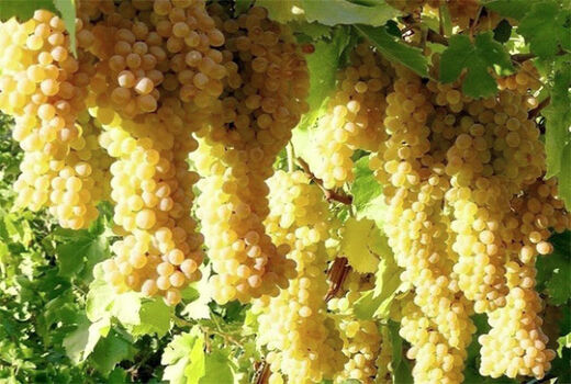 تولید 2500 تن انگور از تاکستان های شهرستان خوسف