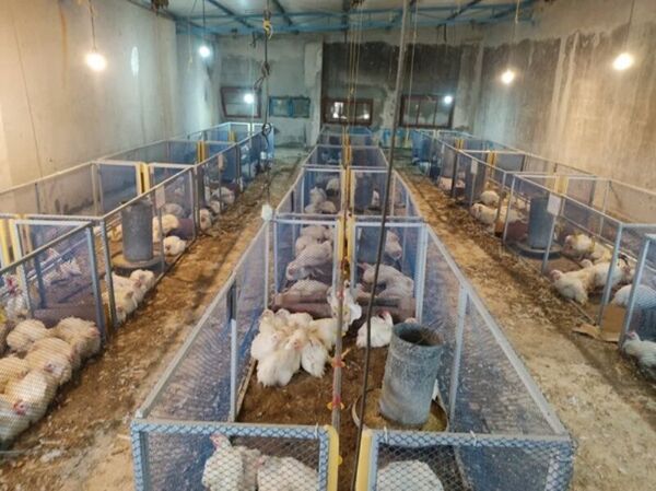برگ درخت خرما بستر جوجه‌های گوشتی؛ دستاورد نوین مرکز تحقیقات کشاورزی بوشهر در صنعت پرورش طیور