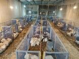 برگ درخت خرما بستر جوجه‌های گوشتی؛ دستاورد نوین مرکز تحقیقات کشاورزی بوشهر در صنعت پرورش طیور
