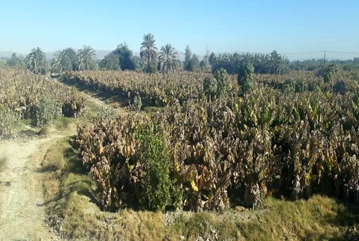 سرما بیش از ۶٠٠ میلیارد ریال به بخش کشاورزی سیستان و بلوچستان خسارت زد