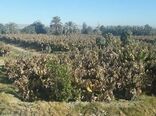 سرما بیش از ۶٠٠ میلیارد ریال به بخش کشاورزی سیستان و بلوچستان خسارت زد