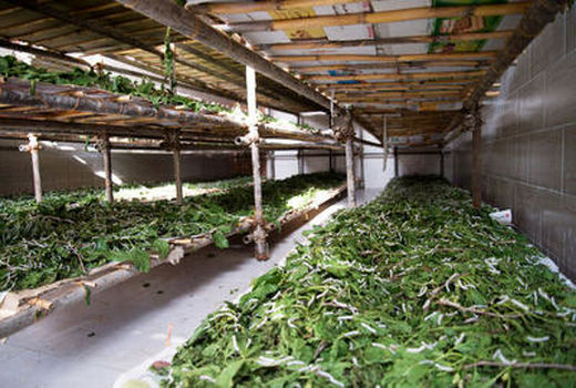 فراوری نوغان در شهرستان راز و جرگلان 