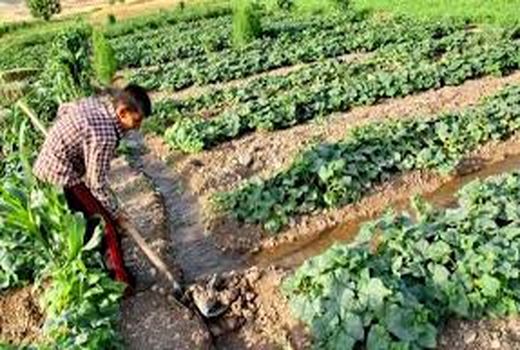 بسته ی آموزشی الگوی کشت ویژه کشاورزان ترویج شد