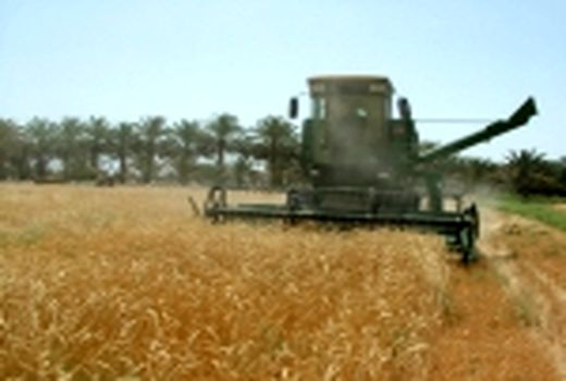 خرید بیش از ۱۷هزارتن گندم مازاد بر نیاز از کشاورزان استان سیستان وبلوچستان