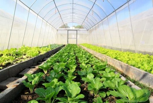 کشت گلخانه ای در چهار محال و بختیاری گسترش می یابد