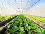 کشت گلخانه ای در چهار محال و بختیاری گسترش می یابد