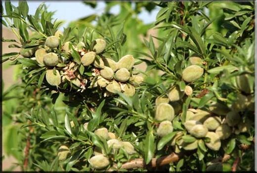 افزایش میانگین برداشت بادام در چهارمحال و بختیاری 