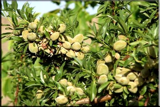 افزایش میانگین برداشت بادام در چهارمحال و بختیاری 