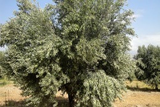 تأمین نیاز کشور با تولید زیتون با کیفیت و ارزان قیمت