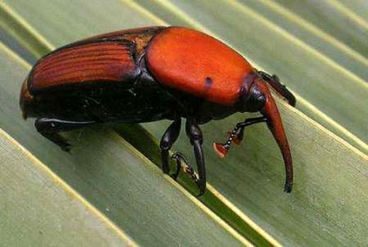 آشنایی با  آفات قرنطینه‌ای سرخرطومی حنایی خرما در آبادان