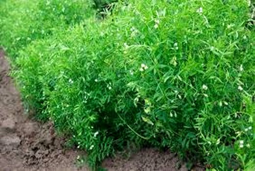 کاشت عدس دیم در کازرون 