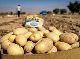 توصیه‌هایی برای بازارپسندی بیشتر محصول سیب زمینی