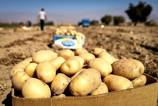 توصیه‌هایی برای بازارپسندی بیشتر محصول سیب زمینی