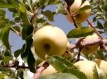برداشت میوه ای خوش طعم و خوش عطر از جنوب استان