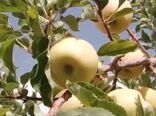 برداشت میوه ای خوش طعم و خوش عطر از جنوب استان