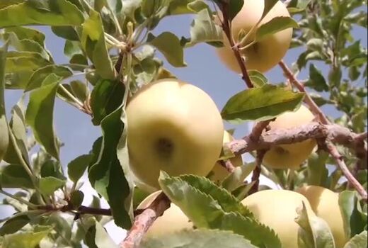 برداشت میوه ای خوش طعم و خوش عطر از جنوب استان