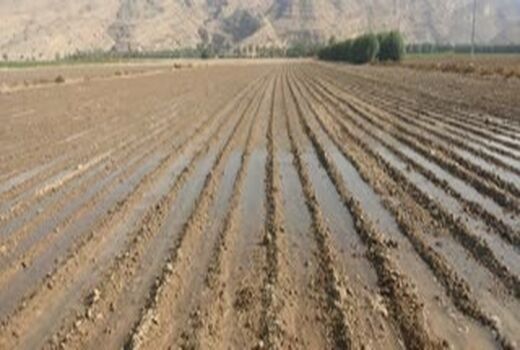 کشت به روش کف کار در خنج توسعه می یابد
