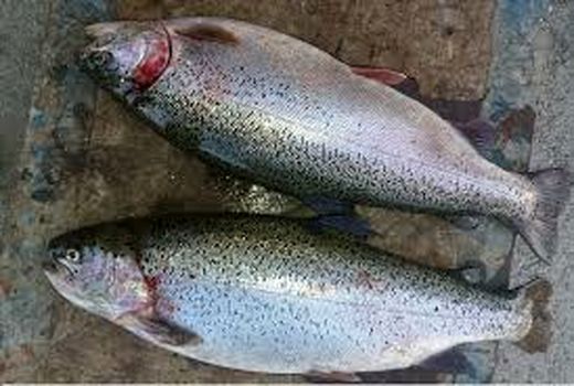 پیش بینی تولید 90 تن ماهی در رستم فارس