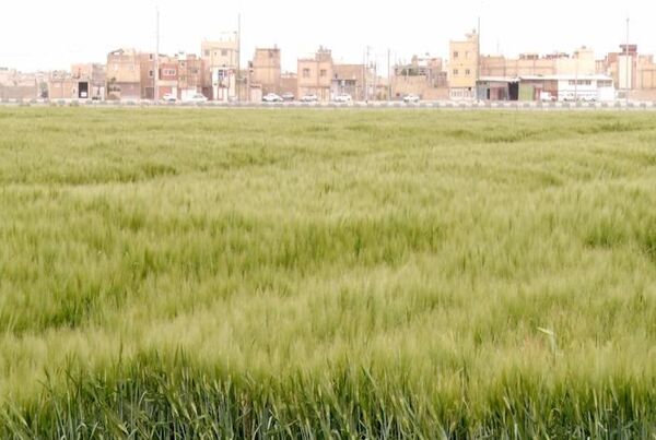 اصفهان نخستین تولید کننده جو خصیل در کشور