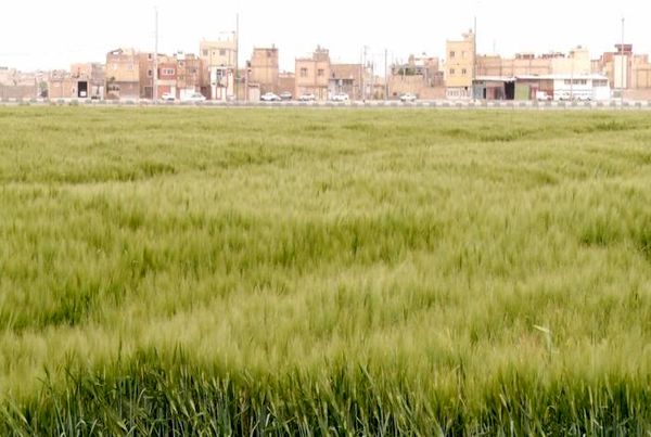 اصفهان نخستین تولید کننده جو خصیل در کشور