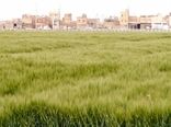 اصفهان نخستین تولید کننده جو خصیل در کشور