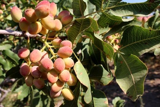 اختصاص بیش از 140 هکتار از اراضی استان به کشت محصول پسته