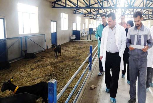 اصلاح نژاد دام های کوچک برای افزایش تولید گوشت و شیر در کشور 