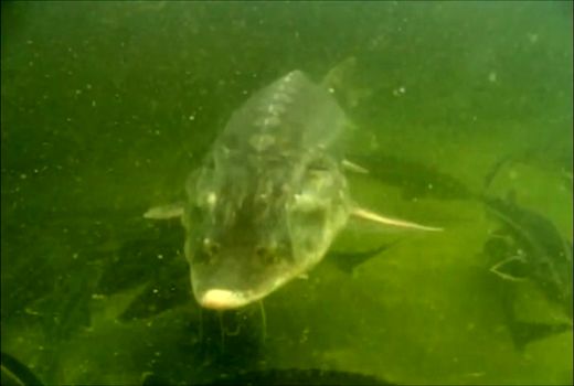 هر کیلو خاویار ایرانی معادل پنج تا 15 بشکه نفت برنت