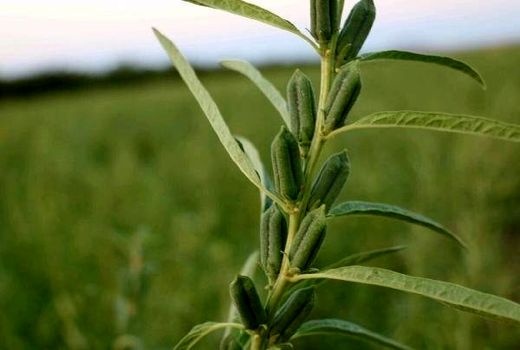 ۵۰۰۰ تن کنجد از مزارع استان بوشهر برداشت می‌شود