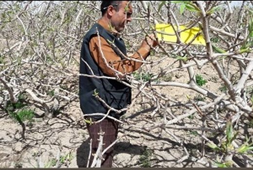 پایان مبارزه با آفت چوبخوار پسته در خاتم 