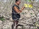 پایان مبارزه با آفت چوبخوار پسته در خاتم 
