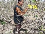 پایان مبارزه با آفت چوبخوار پسته در خاتم 