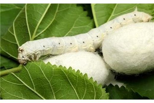 نوغانداری پس از 20 سال در نکا احیا شد