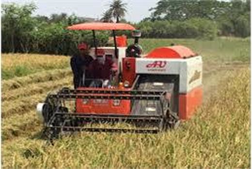 14 هزار هکتار برنج محمودآباد برداشت شد/ تولید 90 هزار تنی