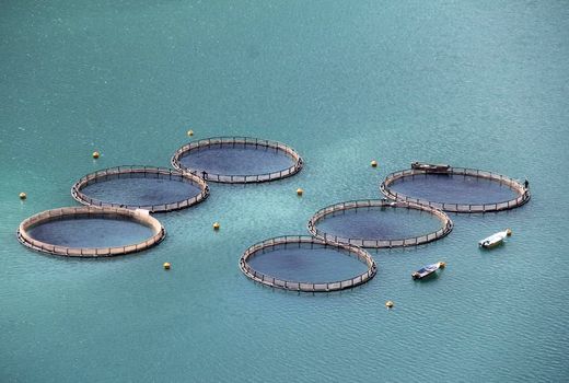 شهرستان اردل قطب قزل آلای کشور