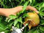 تاج‌تراشی مؤثرترین روش کنترل کرم گلوگاه انار است/ کاهش آلودگی تا ۹۹ درصد