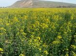 ۸۲ هزار تن کلزا از اراضی کشاورزی شهرستان ماهنشان برداشت شد