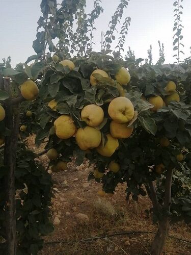 برداشت "به" در مرودشت آغاز شد