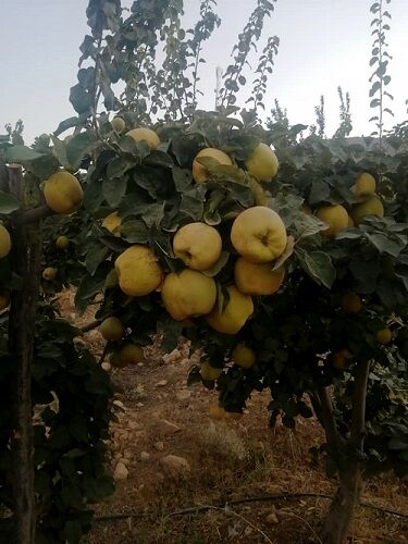 برداشت "به" در مرودشت آغاز شد