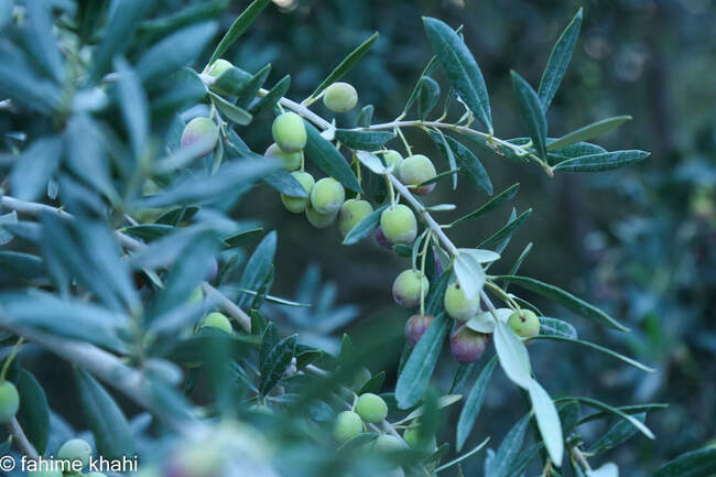 از لمس شاخه تا عصاره ی نور  