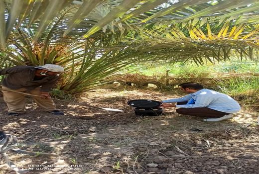 استمرار ردیابی آفت قرنطینه‌ای سوسک سرخرطومی حنایی خرما در آبادان 